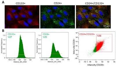 Immunocytochemistry/ Immunofluorescence: CD133 Antibody - BSA Free [NB120-16518]